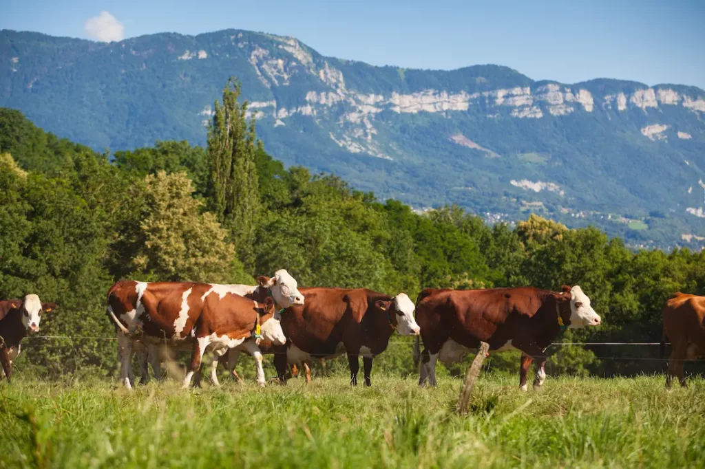 Troupeau de vaches produisant du lait pour du gruyère